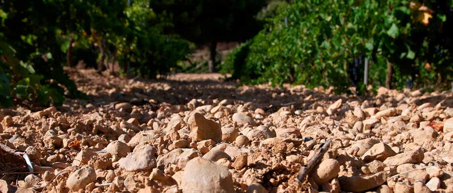 Cérvoles : Viticultura de Montaña